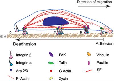 Biophysics of Cell-Substrate Interactions Under Shear